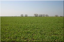 TL4080 : Wheat field at North Fen by Bob Jones