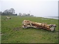 Tree Trunk by the River Dee