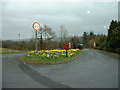 Daffodils and lorries at Pontdolgoch