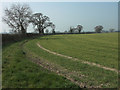 Field boundary near Poplars Farm