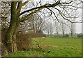 Hedges and trees near the River Cole