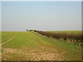 Field boundary - Upper Dunsforth road