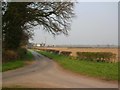 Towards Aldborough Grange