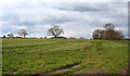 Pasture near Stoke Hall Farm