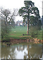 Pool, Pine  and Grazing, Gatacre Park, Shropshire