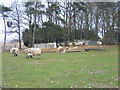 TF8330 : Ewes and  lambs, Highfield House near Tattersett by Nigel Jones