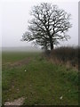 Big Tree and Mist