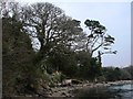 Trees, Percuil River