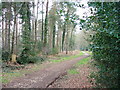 Track in Alice Holt Forest