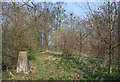 Trig point in woodland