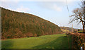 Conifer plantation near Cefn Canol