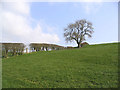 Pasture field and tree