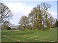 Pasture and trees