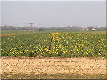 TG1339 : Field of daffodils by Richard Mudhar