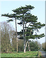 SJ8501 : Pine Trees on the Staffordshire Way, near Wrottesley Hall by Roger  Kidd