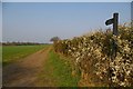 Blackthorn and Bridlepath