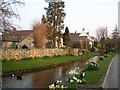 Ducks in Bishop Monkton