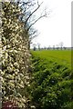 Blackthorn, Ditch and Path