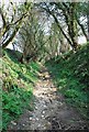 Track leading to Haredene Wood