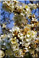 Blackthorn Blossom