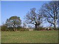 Field near Hawkes End