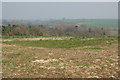 Field near Letchmere Cottage