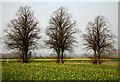 Field full of Rapeseed