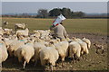 Feeding time near Duns Tew