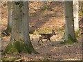 SU2115 : Roe deer in Islands Thorns Inclosure, New Forest by Jim Champion