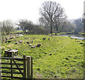 River Frome, Hyford Bridge