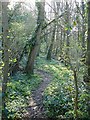 Footpath from Shepherds Hill