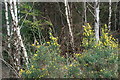 Bedw ac eithin - Birch trees and gorse Galltyrheddwch