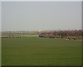 Copse and farmland