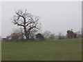 SP5618 : Stile in hedge with oak tree by David Hawgood