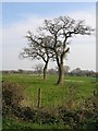 SJ5861 : Tree Line and Farmland by John S Turner