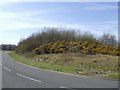 Gorse in bloom on a rock outcrop