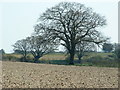 Winter Tree