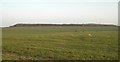 Looking across the fields to Shortwood