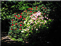 NU2417 : Howick Hall Garden by Richard Poyer