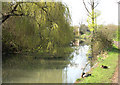 Canal feeder in Nature Reserve, Brierley Hill, West Midlands