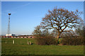 Pasture by Basford Hall Sorting Sidings