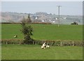 Ewe and lambs, Ashmoor