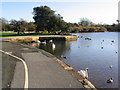 Swans in Poole Park