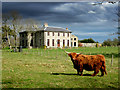 House of Leask and Highland cow.