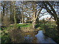 Pond at Ley Green