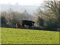 Cattle Grazing