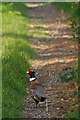 Sheppey Pheasant