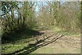 Bridle way along Withmale wood