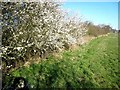 Blackthorn blossom, Mordon Moor Farm