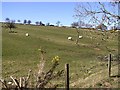 Sheep at Garvagh